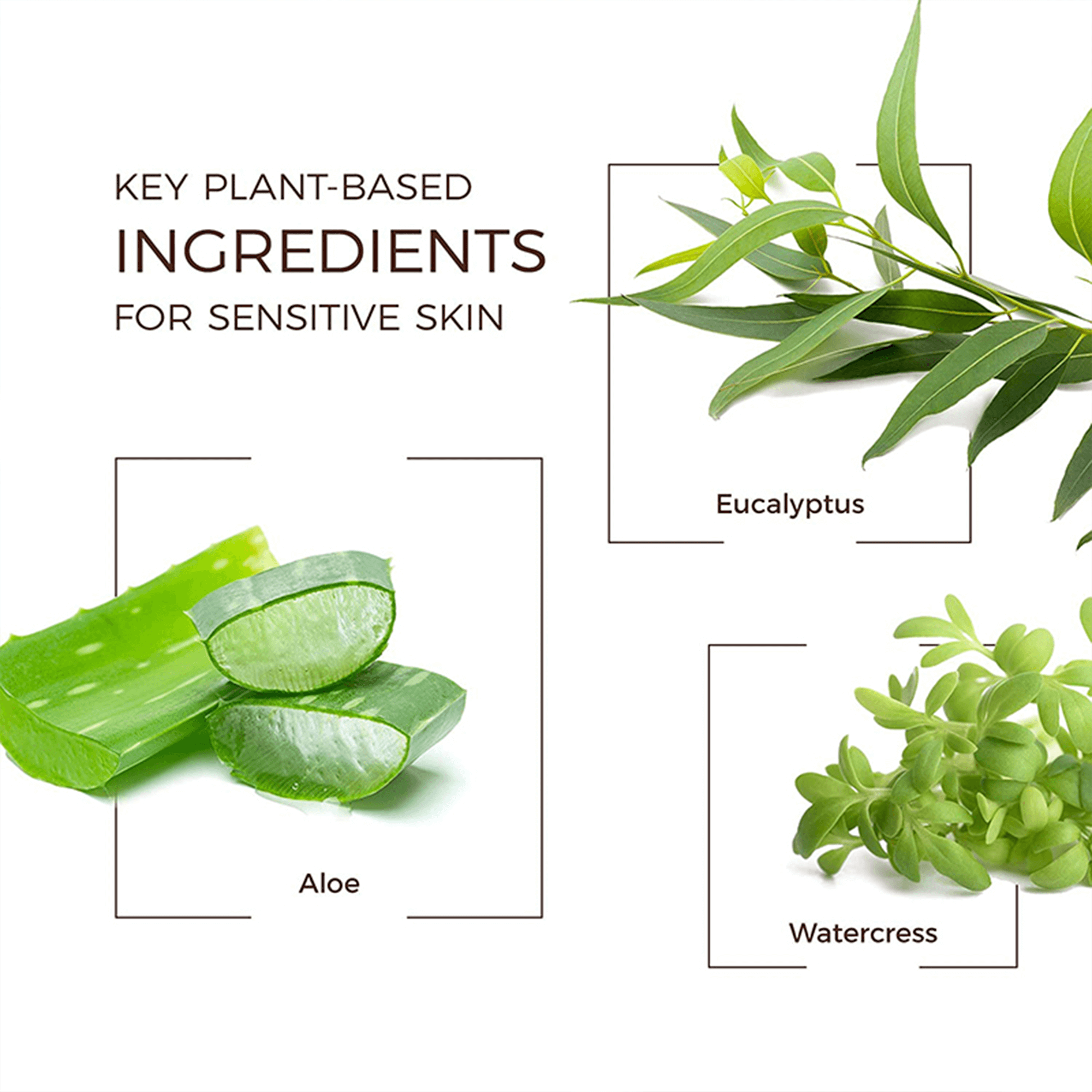 KEY PLANT-BASED INGREDIENTS FOR SENSITIVE SKIN